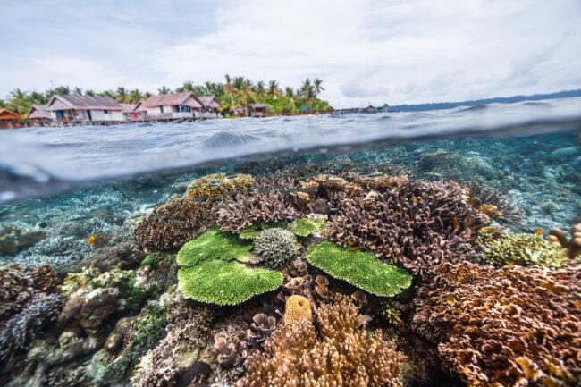 Underwater videographer & photographer Jan Hendrik Eming from Germany captured a vibrant coral reef with the split shot technique in Raja Ampat, Indonesia. Unterwasserkameramann- und Fotograf Jan Hendrik Eming aus Deutschland, der nebenbei für den Extremschwimmer André Wiersig arbeitet, hat hier ein heiles und gesundes Korallenriff in Indonesien fotografiert.