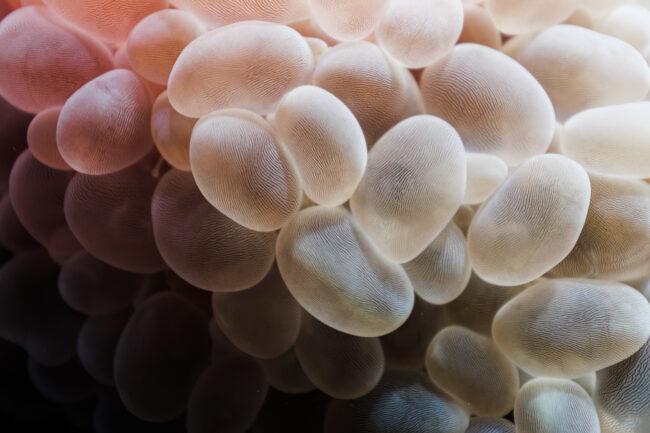 Underwater videographer & photographer Jan Hendrik Eming from Germany captured a bubble coral up close in remote Indonesia. Unterwasserkameramann- und Fotograf Jan Hendrik Eming aus Deutschland, der nebenbei für den Extremschwimmer André Wiersig arbeitet, hat hier eine Korallen, die wie ganz viele Blubberblasen aussieht, in Indonesien fotografiert.