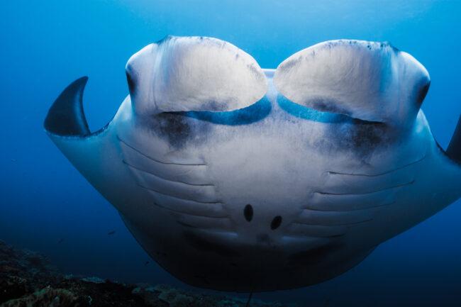 manta ray up close in nusa penida, indonesia